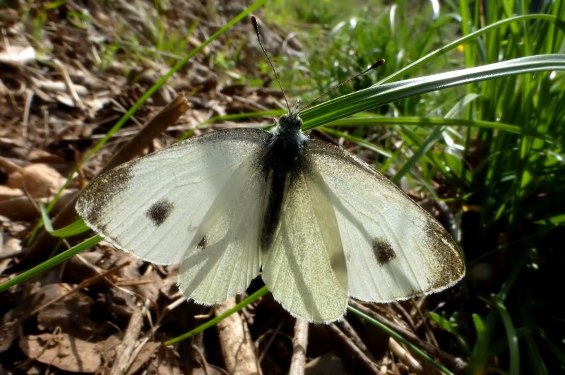 due pieridi.... - Pieris ergane e Pieris mannii